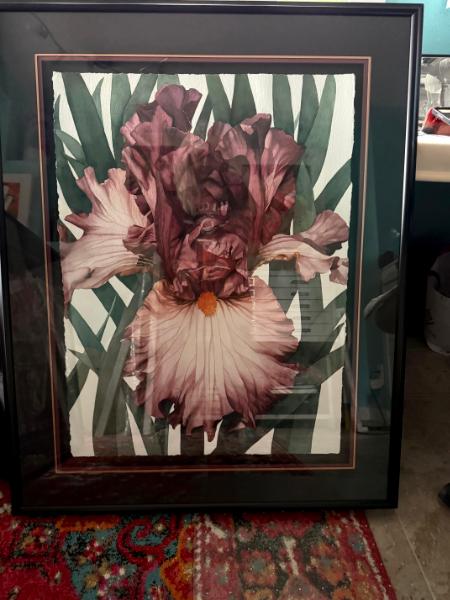 Maroon Iris