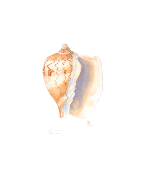 Melon Conch Shell