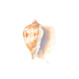 Melon Conch Shell