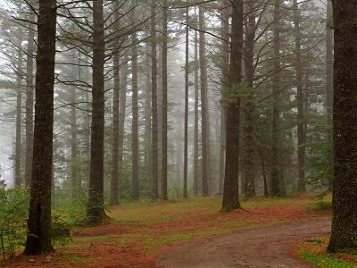 Yellow Pine Forest Fog Yellow Pine Forest Fog