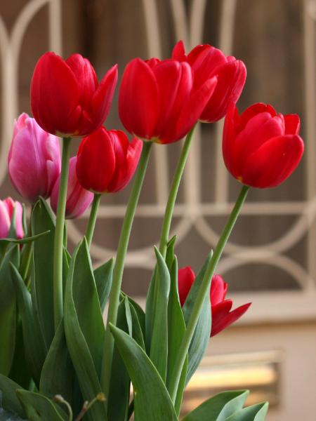 Red Tulips