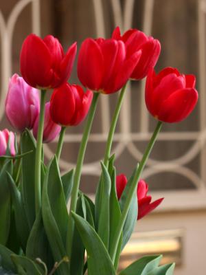 Red Tulips Red Tulips