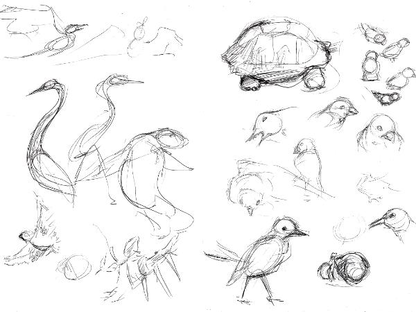 Galapagos sketches 3