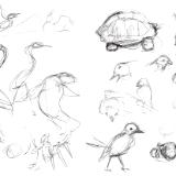 Galapagos sketches 3