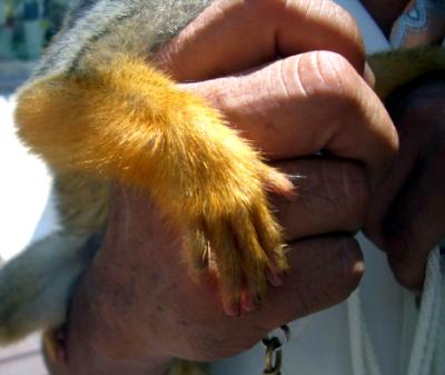 Monkey Fingers Monkey Fingers