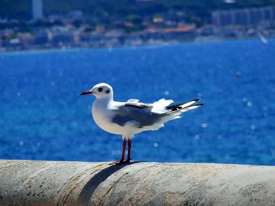 Nature: Seagull