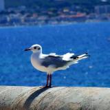 Nature: Seagull