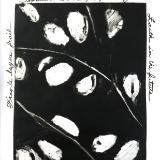 Lunaria Lunaria