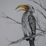 Hornbill