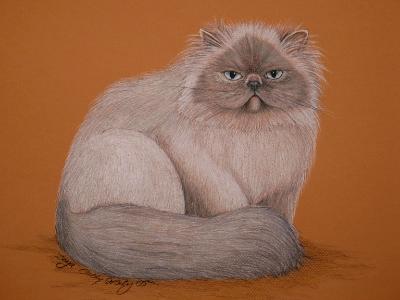 Himalayan Cat