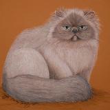 Himalayan Cat