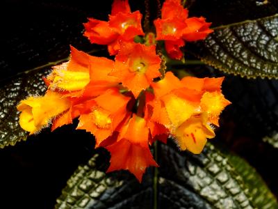 tiny orange flower