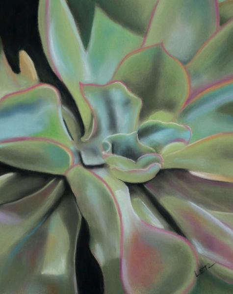 "Echeveria Multicolor"