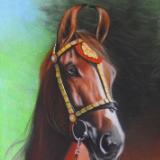 The beauty of the Marwari horse, 38cm x 56cm, 2021