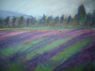 Lavender Fields in Washington