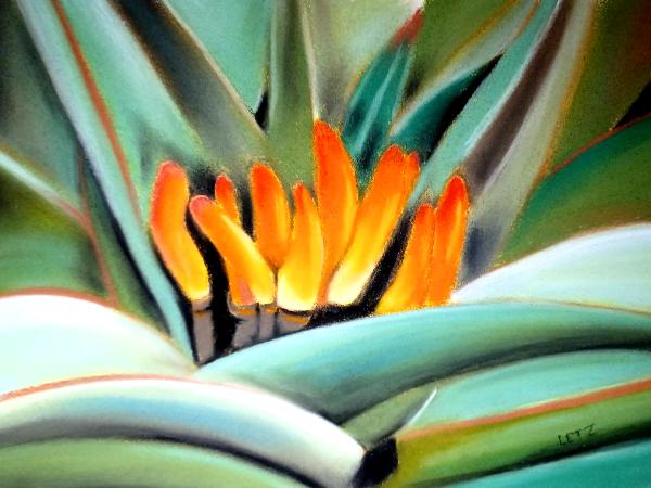 "Aloe with Orange Flowers"