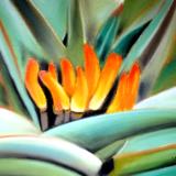 "Aloe with Orange Flowers"