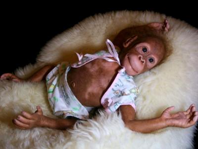 Reborn Orangutang ~ Ming Tao ~ ADOPTED/SOLD