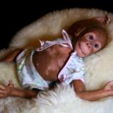 Reborn Orangutang ~ Ming Tao ~ ADOPTED/SOLD