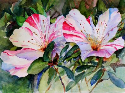 Azeleas - Pink & White Azeleas - Pink & White