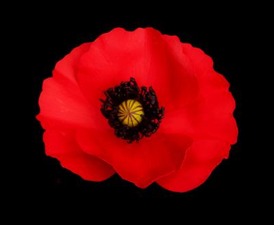 Red Poppy Pin Red Poppy Pin