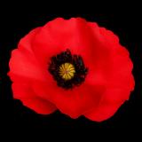 Red Poppy Pin