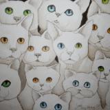 Cat eyes 