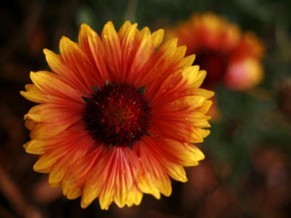 Daisy