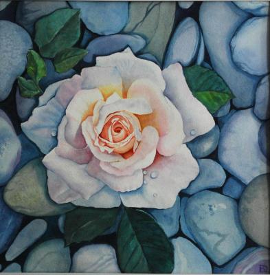 Rock Rose Rock Rose