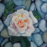 Rock Rose