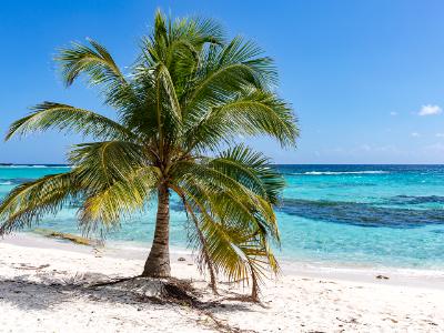 Spotts Beach Palm Tree Spotts Beach Palm Tree