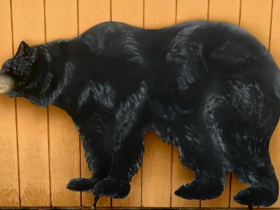 Adult Black Bear Adult Black Bear