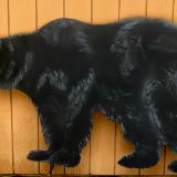 Adult Black Bear