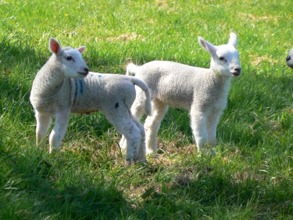 Lambs in spring