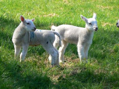 Lambs in spring