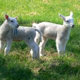 Lambs in spring