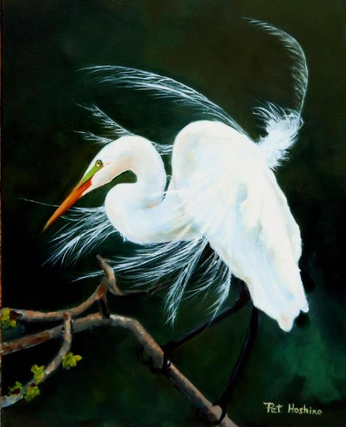 Great White Egret 