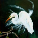 Great White Egret 