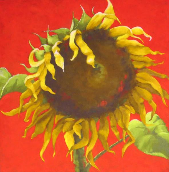 Sunflower 5