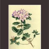 Rare rhododendron