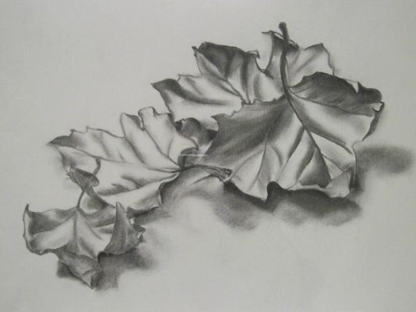 Oak Leaves