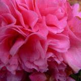 Pink Flower