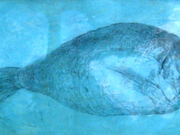 Blue Fish (Dourada)