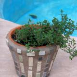 Thyme Mosaic Pot 5"