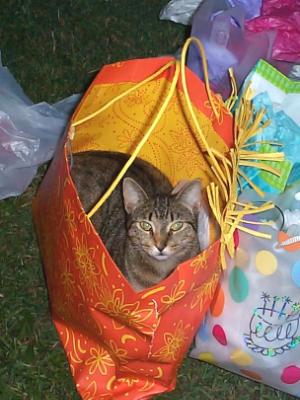 Cat's in the Bag