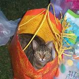 Cat's in the Bag