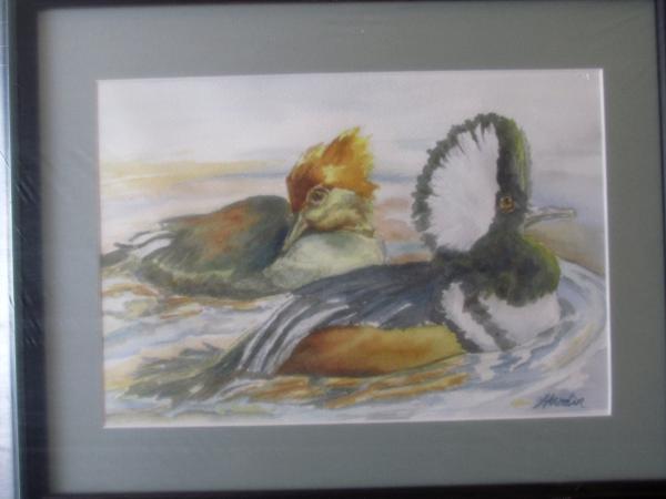 Hooded Mergansers