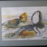 Hooded Mergansers