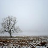 Lone Tree - Late Winter