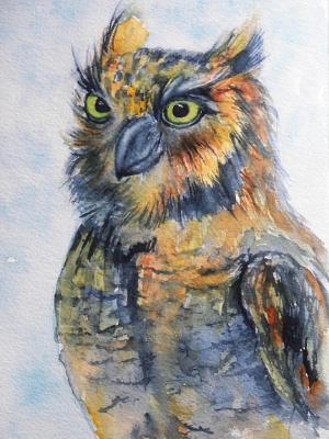 Long-eared Owl Long-eared Owl